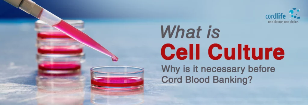 cell culture